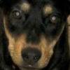 Netter's Avatar